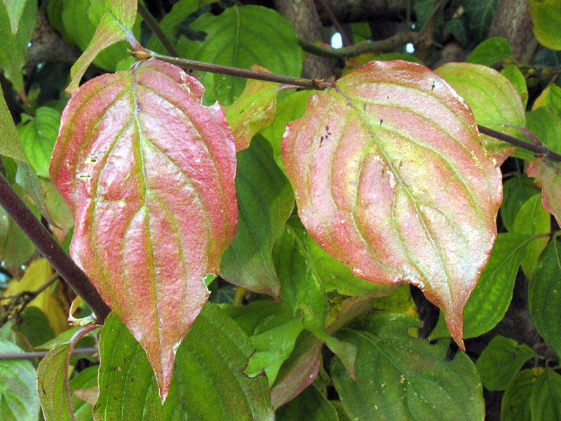 Cornus mas L. - Corniolo maschio